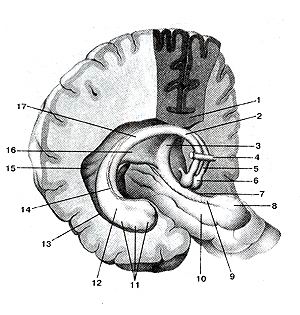 
 Рис. 347. Свод (fornix) и гиппокамп 
  (hippocampus).
  Вил сверху и несколько сбоку.
  1-моюлистое тело; 2-тело свода; 3-ножка свода; 4-передня спайка; 5-столб свода; 
  б-СОСйевидшк тело; 7-бахромка гиппо кампа; 8-крючок; 9-зубчатая извилина; 10-нарагишюкаммальна 
  извилина; 11-ножка гиппокампа; 12-гиппокамп; 13-боконой же дудочек (вскрыт); 
  14-бахромка гиппокампа; 15-птичья шпора 16-спайка свода; 17-ножка свода.
  Fig. 347. Свод и гиппокамп. Вид сверху и несколько сбоку. 1-corpus callosum; 
  2-corpus fornicis; 3-crus tbrnicis; 4-commissur< anterior; 5-collumna fornicis; 
  6-corpus mammillare; 7-fimhria hip pocampi; 8-uncus; 9-gyrus denial us; I0-gyrusparahippocampialis; 
  i I-crus hippocampi; 12-hippocampus; 13-ventriculus lateralis (вскрыт): 14-fhnbria 
  hippocampi; 15-calcaravis; 16-comissura fornicis; 17-crus lornicis.
  Fig. 347. The lornix and the hippocampus. Supero-laleral aspect. 1-corpus callosum; 
  2-body (of fornix); 3-crus (of fornix); 4-anterior commissure; 5-columns (of 
  fornix); 6-niammilary body; 7-llmbria (of hippocampus); 8-uncus; 9-dental gyrus; 
  10-parahippocampal gyms; ll-pes (of hippocampus); 12-hippocampus; 13-lateral 
  ventricule (opened); 14-llmbria (of hippocampus); 15-calcurine spur; 16-com-missure 
  (of fornix); 17-pes (of fornix).